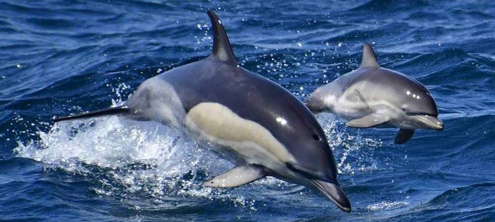 tour-dolphins